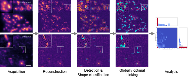The joint processing and analysis pipeline for TIRF-SIM time-lapse movies capturing exocytosis and clathrin-mediated endocytosis at a 100nm and sub-second resolution.