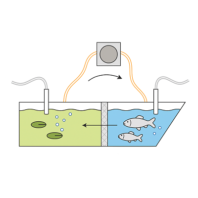 IMTA-RAS Systems - Modeling, Control, and Design of Experiments